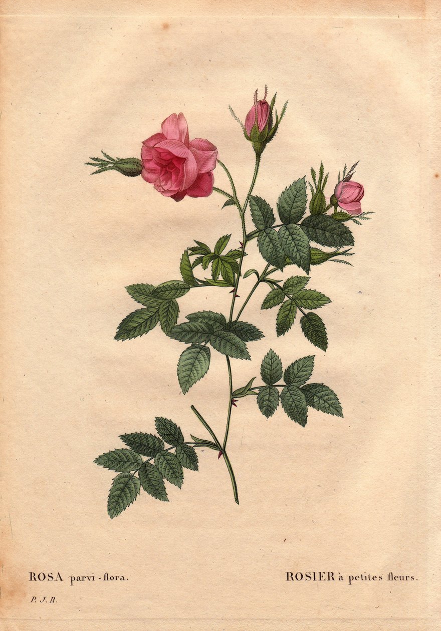 Tablica Botaniczna, Kwiat, Odmiana Róży: Róża z małymi kwiatami (Rosa parviflora lub Rosa parviflora) z Ameryki Północnej. W „” Les Roses”, tom 2 autorstwa Pierre