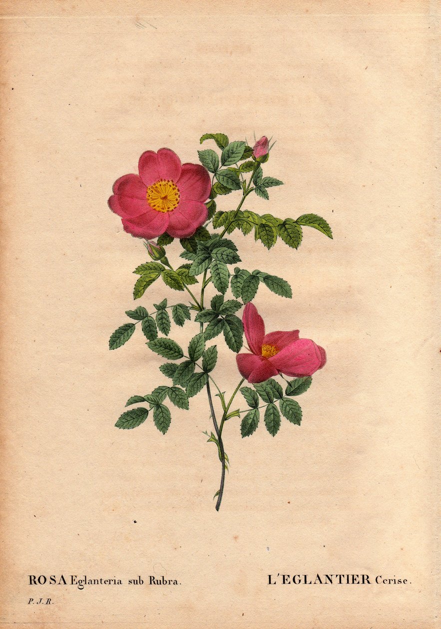 Tablica botaniczna, kwiat, odmiana róży: repertuar Cherry Eglantier (Rosa eglanteria sub rubra) w szklarniach Monsieur Vilmorin, około 1820 r., uzyskany z nasion żółtej róży foetida. W „” Les Roses”, tom 2 autorstwa Pierre