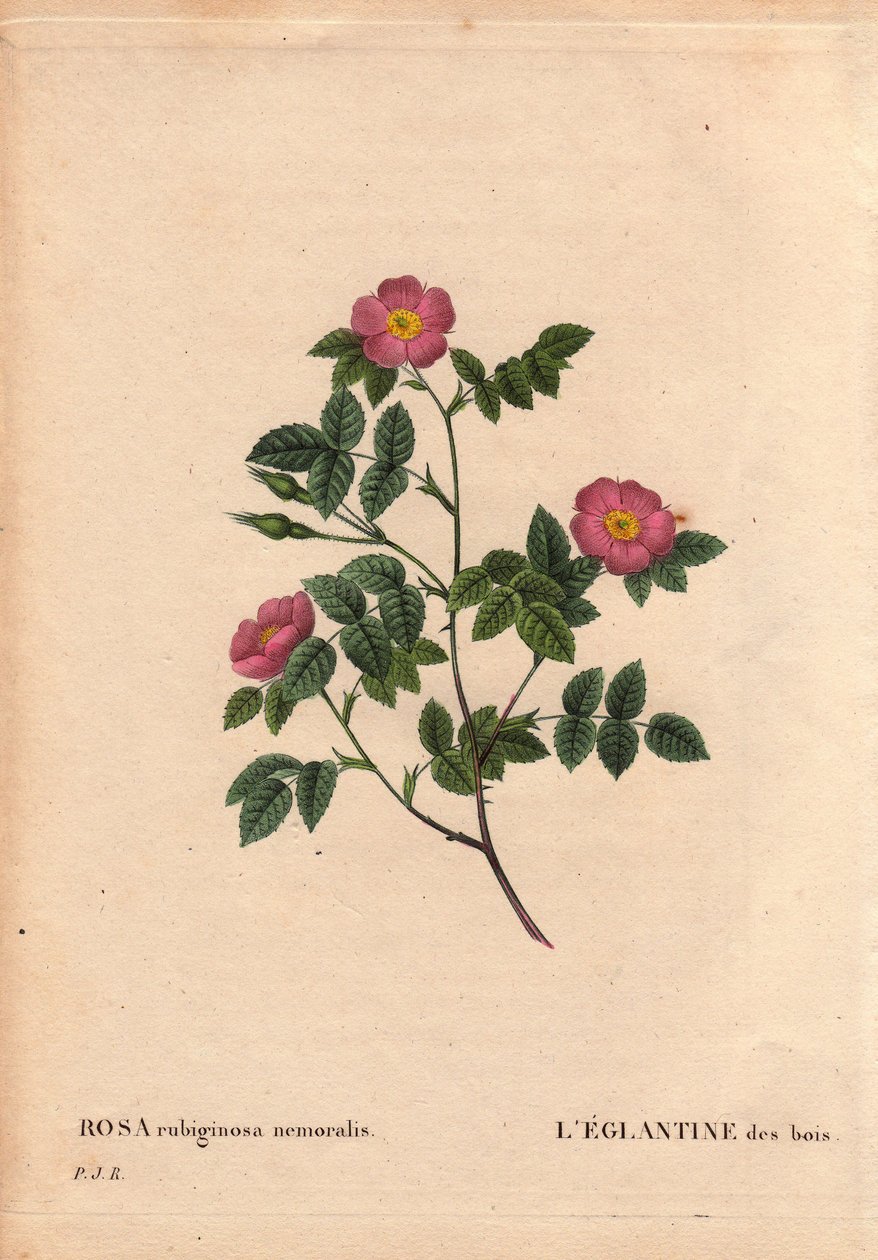 Deska botaniczna, kwiat, odmiana róży: Eglantyna lasu. (Rosa rubiginosa nemoralis). Gatunki z Europy. W „” Les Roses”, tom 2 autorstwa Pierre