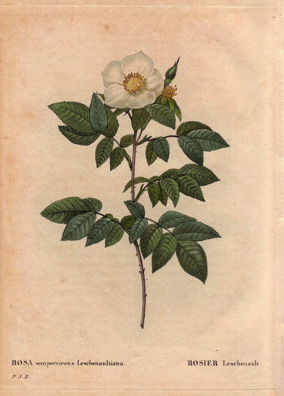 Deska Botaniczna, Kwiat, Róża Odmiana: Róża Leschenault (Rosa sempervirens Leschenaultiana). Odkryte przez Monsieur Leschenault na Nilgiri (lub Nilagiri lub Nilgiris) zwanej także Niebieskimi Górami Indii. W regionie Tamil Nadu, przed 1824 rokiem. W „” L autorstwa Pierre Joseph Redouté