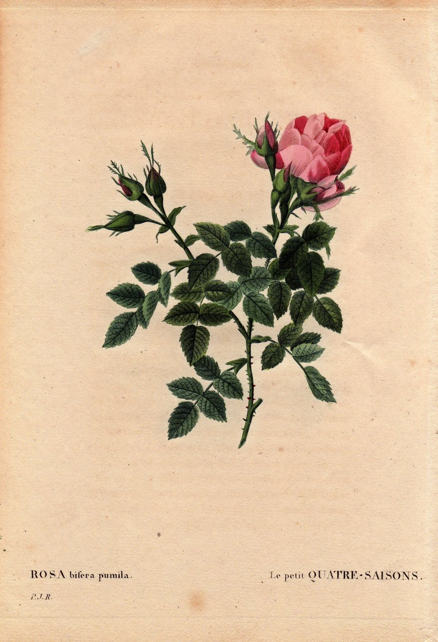 Tablica botaniczna, kwiat, odmiana róży: Małe cztery pory roku (Cztery pory roku). Po łacinie: Rosa bifera pumila, wyhodowana przez Monsieur Noel, Paryż, Francja, przed 1824. W „” Les Roses”, tom 2 Pierre Joseph Redoute (1759-1840) autorstwa Pierre Joseph Redouté