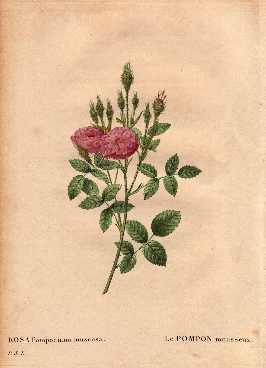 Tablica botaniczna, kwiat, odmiana róży: Musujący rodzaj pomponu „Rose de Meaux” (Rosa Pomponiana muscosa) odkryto w ogrodzie na zachodzie Anglii około 1801 roku. W „Les Roses”, tom 2 autorstwa Pierre