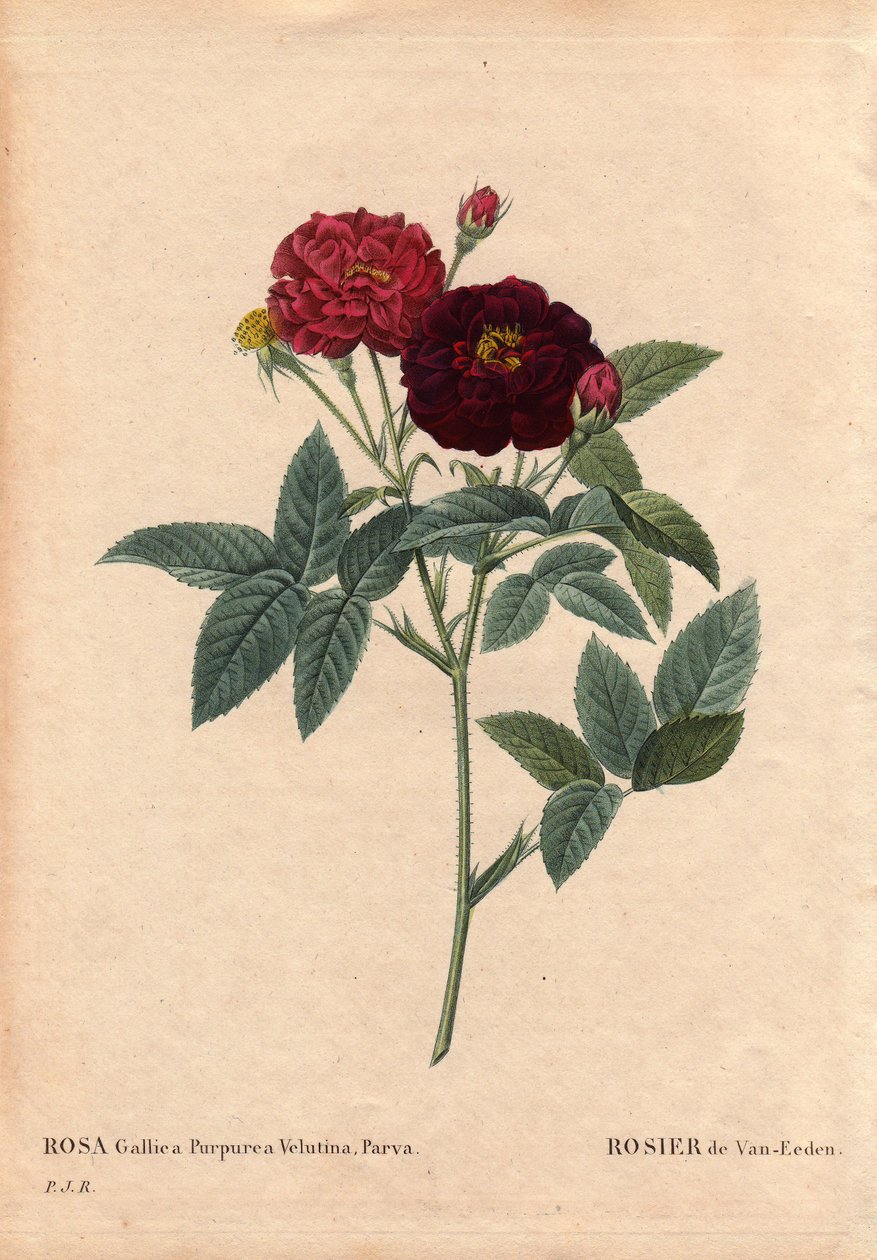 Deska botaniczna, kwiat, odmiana róży: Róża Van Eeden (Rosa Gallica Purpurea Velutina Parva). Uprawiany w Holandii przez Van Eedena przed 1810 r. W „” Les Roses”, tom 2 autorstwa Pierre Joseph Redoute (1759-1840) autorstwa Pierre Joseph Redouté