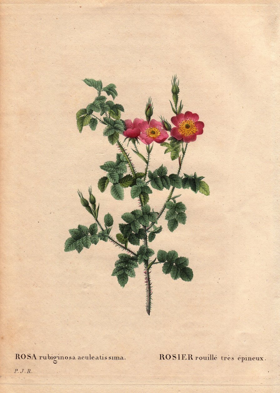 Deska Botaniczna, Kwiat, Róża Odmiana: Róża bardzo kolczasta (Rosa rubiginosa aculeatissima). Otrzymywany przez nasiona i panierowany przez Du Ponta około 1810 r. W „” Les Roses”, tom 2 autorstwa Pierre Joseph Redoute (1759-1840) autorstwa Pierre Joseph Redouté