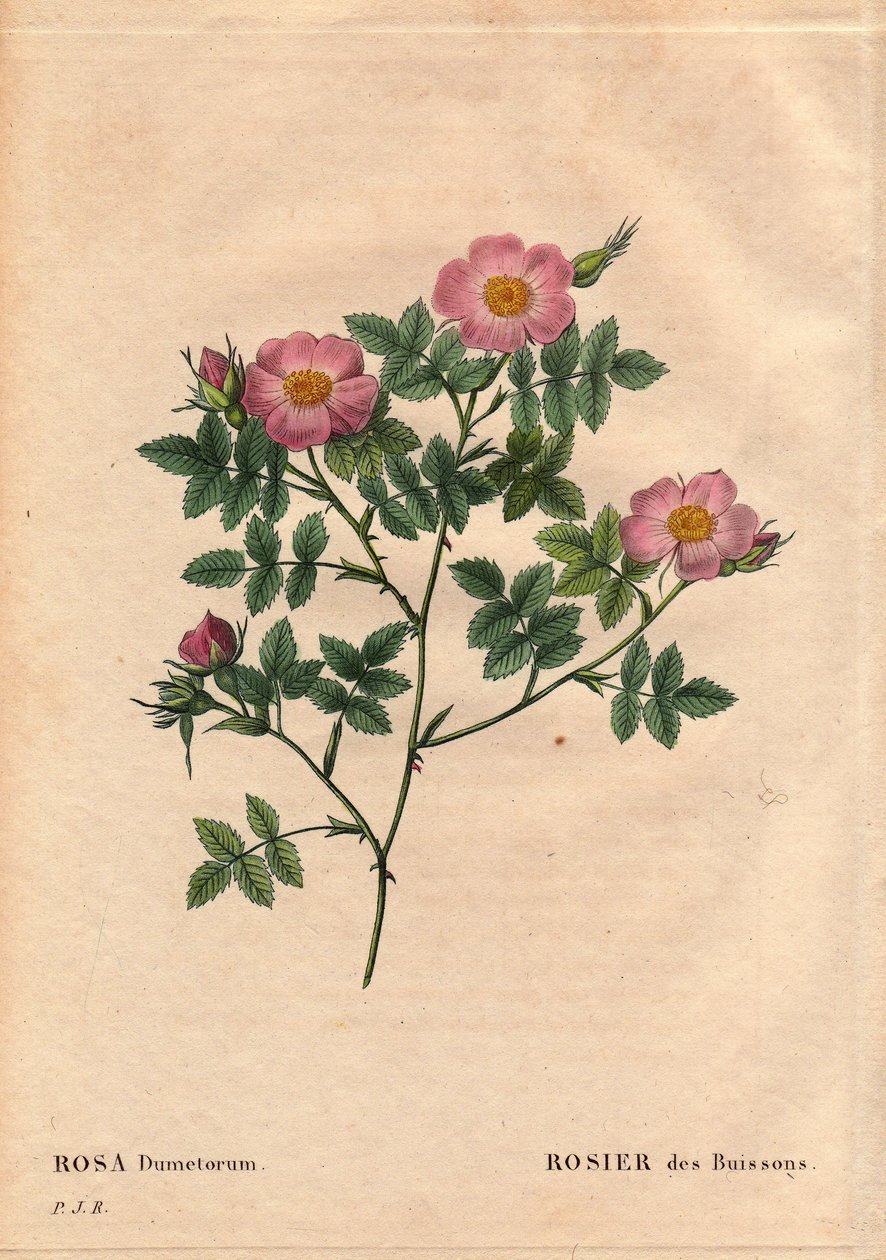 Deska Botaniczna, Kwiat, Róża Odmiana: Róża Krzewowa (Rosa dumetorum). Z rodziny psich róż z Europy i Azji, odkrytej przed 1821 rokiem. W „”Les Roses”, tom 2 autorstwa Pierre Joseph Redoute (1759-1840) autorstwa Pierre Joseph Redouté