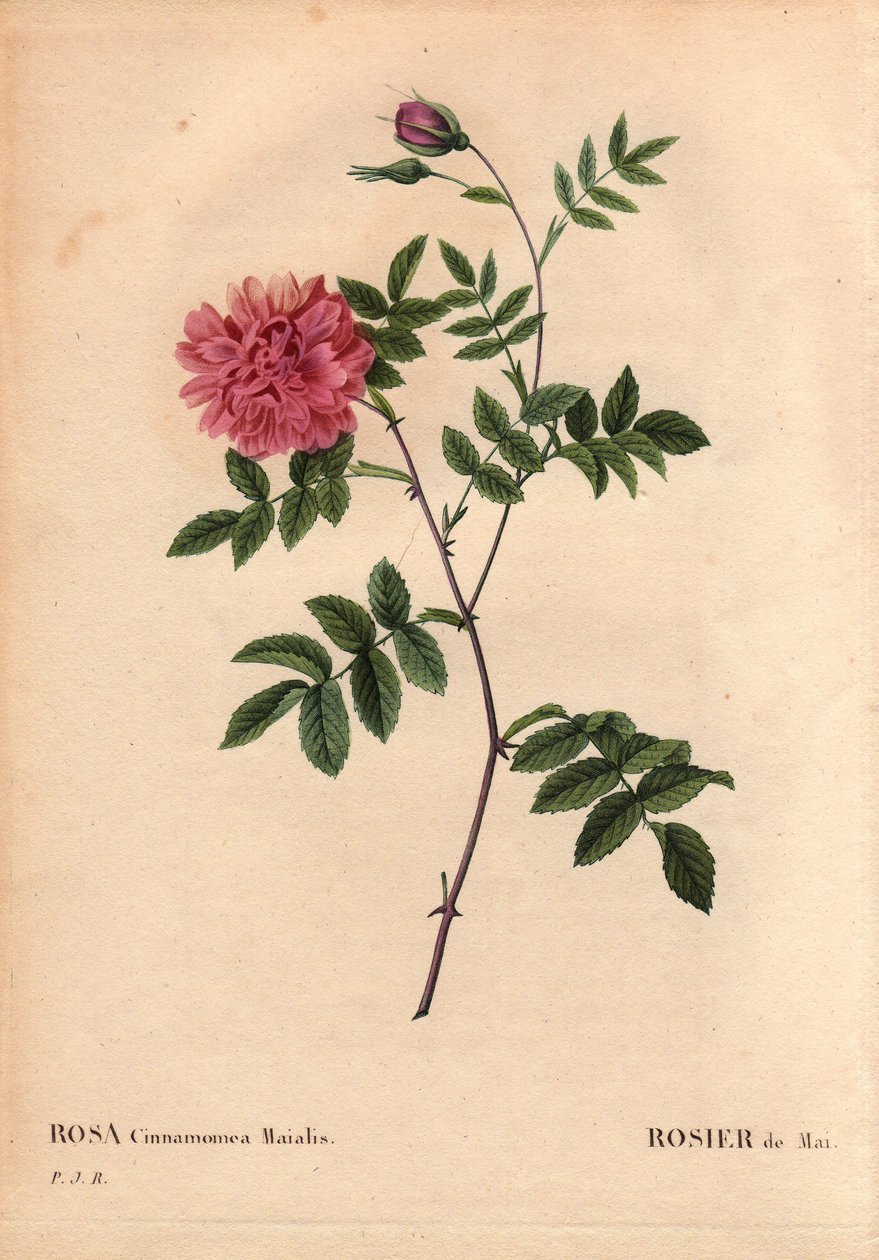 Deska Botaniczna, Kwiat, Róża Odmiana: Róża Majowa. (Rosa cinnamomea maialis). Dziki kwiat rosnący w całej Europie. W „” Les Roses”, tom 2 autorstwa Pierre