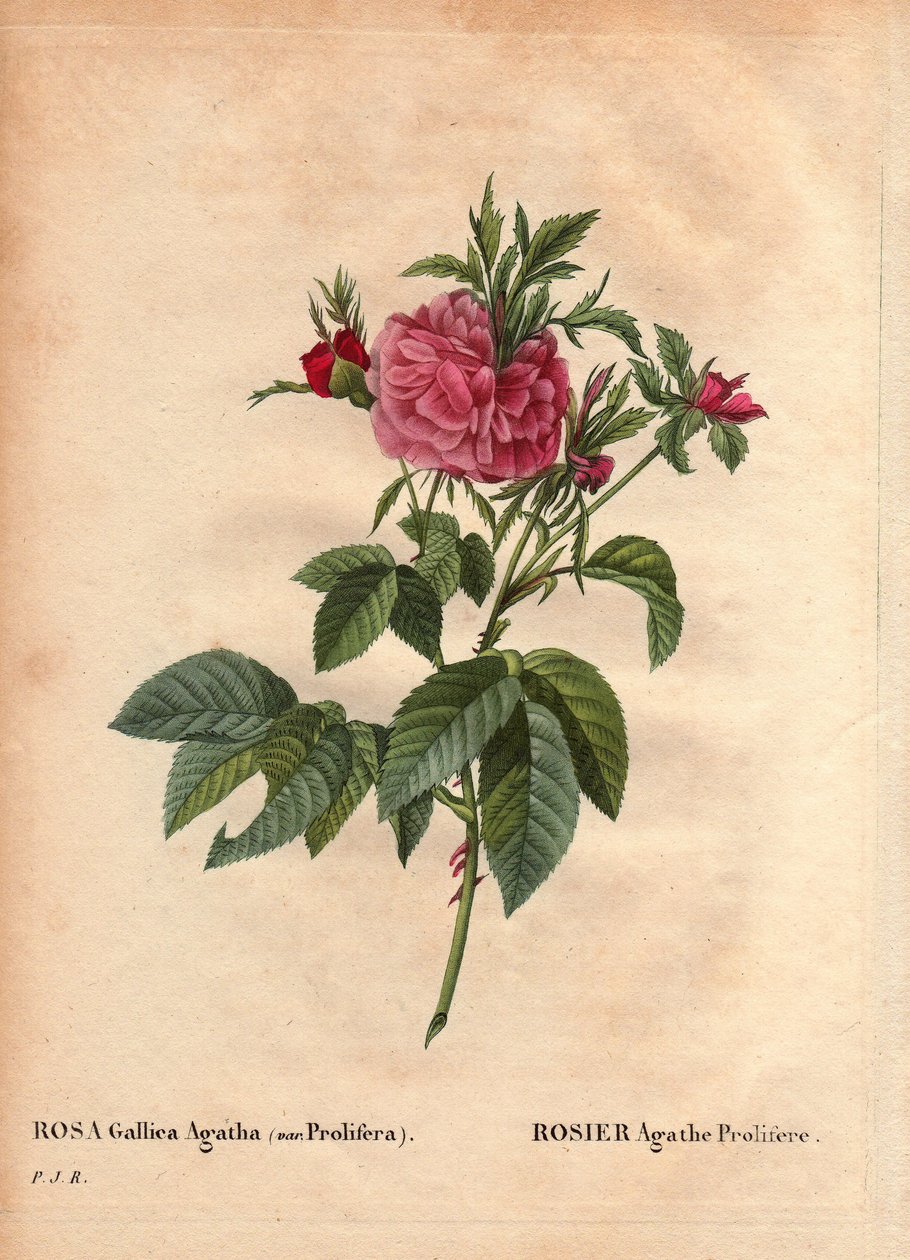 Tablica botaniczna, kwiat, odmiana róży: Rose Agathe Prolifere (Rosa Gallica Agatha Prolifera). W „” Les Roses”, tom 2 autorstwa Pierre