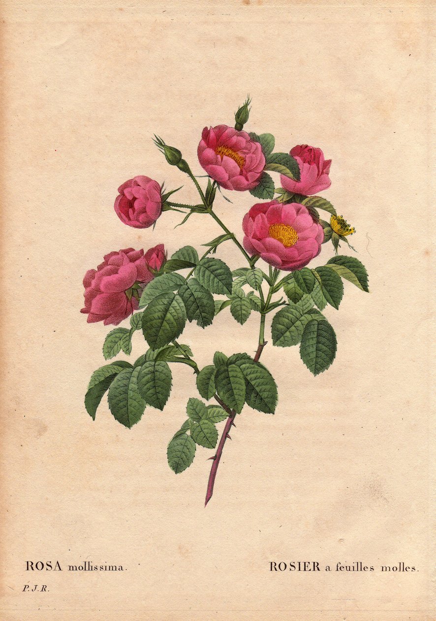 Deska Botaniczna, Kwiat, Róża Odmiana: Róża o miękkich liściach. (Rosa mollissima flora submultiplici). Odmiana Rose mollis, przed 1821 r. W „”Les Roses”, tom 2 autorstwa Pierre Joseph Redoute (1759-1840) autorstwa Pierre Joseph Redouté