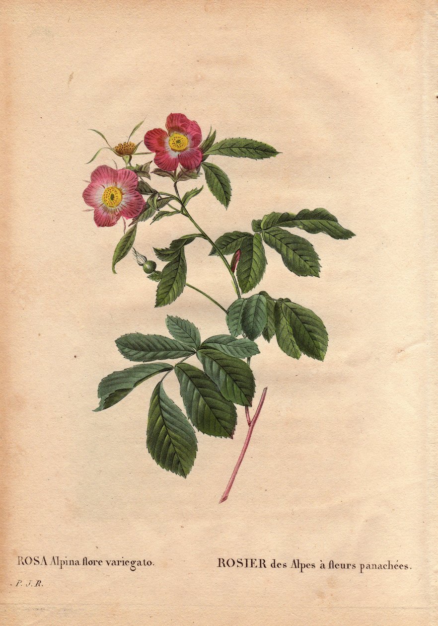 Talerz botaniczny, kwiat, odmiana róży: Róża alpejska z kwiatami variegato (Rosa alpina flora variegato). Wprowadzony we Francji około 1813 de Poilpre. W „” Les Roses”, tom 2 autorstwa Pierre