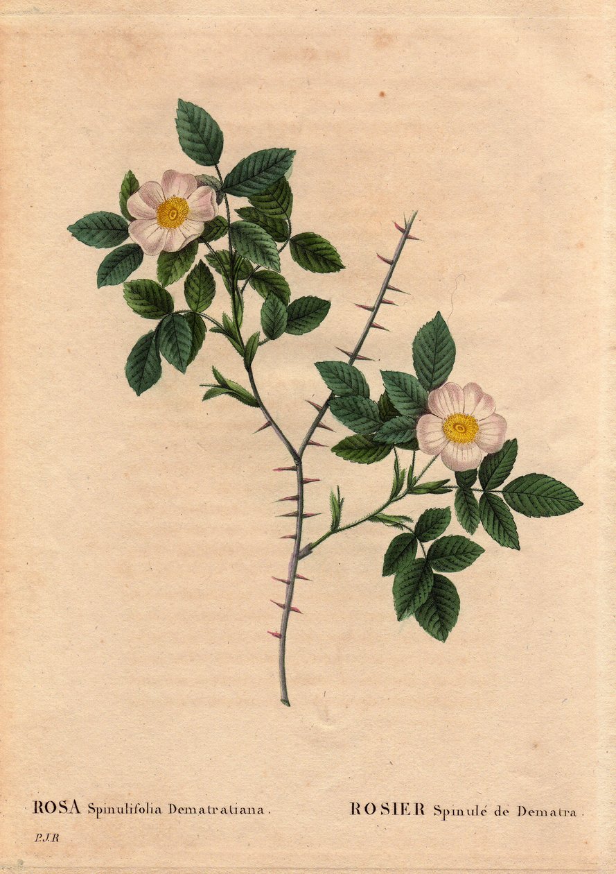 Talerz botaniczny, kwiat, odmiana róży: Rosier Spinule de Dematra (Rosa spinulifolia dematratiana) odkryta w pobliżu Chatel-sur-Montsalvens (Chatel sur Montsalvens), Fryburg, Szwajcaria przez Deana Dematrę, kapłana Corbieres, przed 1818 r. W „” Les Roses ” autorstwa Pierre Joseph Redouté
