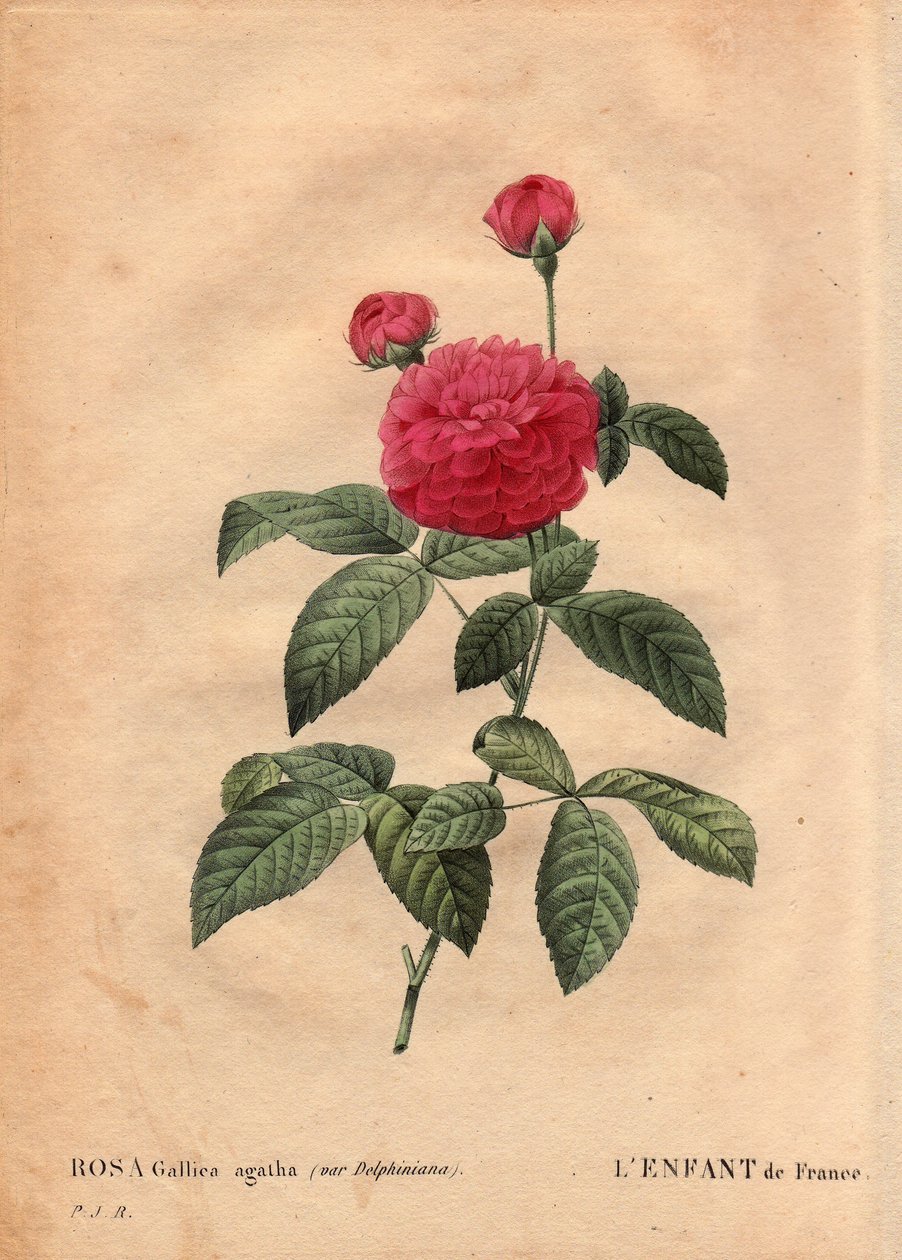 Talerz botaniczny, kwiat, odmiana róży: Dziecko we Francji (Rosa gallica agatha var. delphiniana). Uprawiany przez Monsieur Du Pont, ok. 1802 r. znany od czasów panowania Ludwika XV (1710-1774) i nazywany „Enfant de France” na cześć delfina. W „” Les Ro autorstwa Pierre Joseph Redouté