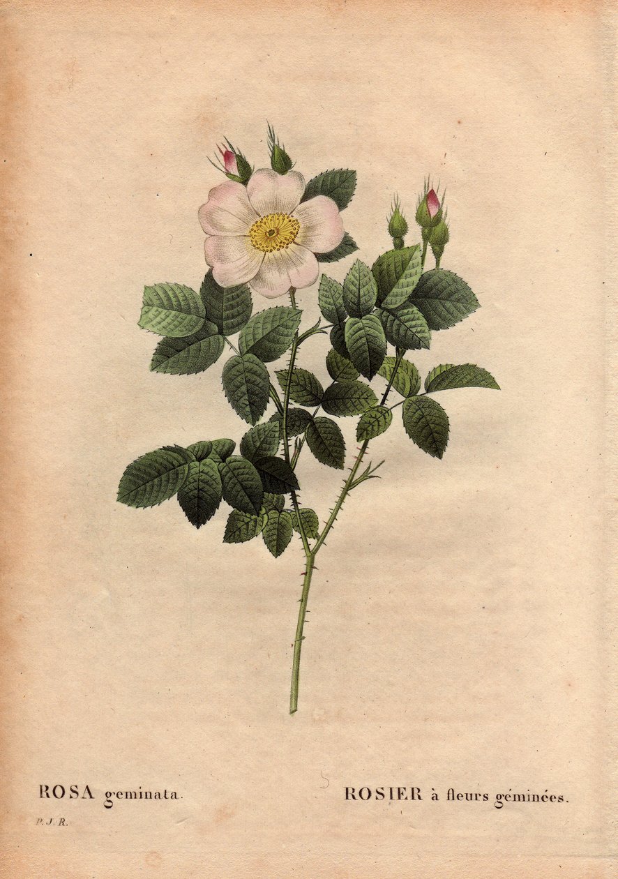Talerz botaniczny, kwiat, róża Odmiana: róża o kwiatach szlachetnych. (Rosa geminata). Odkryta przez profesora Rau, niedaleko Würzburga, Niemcy przed 1820. W „” Les Roses”, tom 2 autorstwa Pierre Joseph Redoute (1759-1840) autorstwa Pierre Joseph Redouté