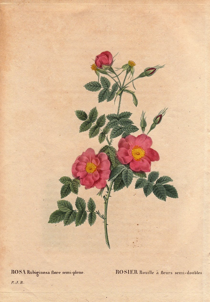 Talerz Botaniczny, Kwiat, Róża Odmiana: Róża Rdza ma półpełne kwiaty (Rosa rubiginosa flora semi pleno), uzyskane z nasion i wyhodowane przez P.J. Redoute około 1806 roku. W „”Les Roses”, tom 2 autorstwa Pierre Joseph Redoute (1759- 1840) autorstwa Pierre Joseph Redouté