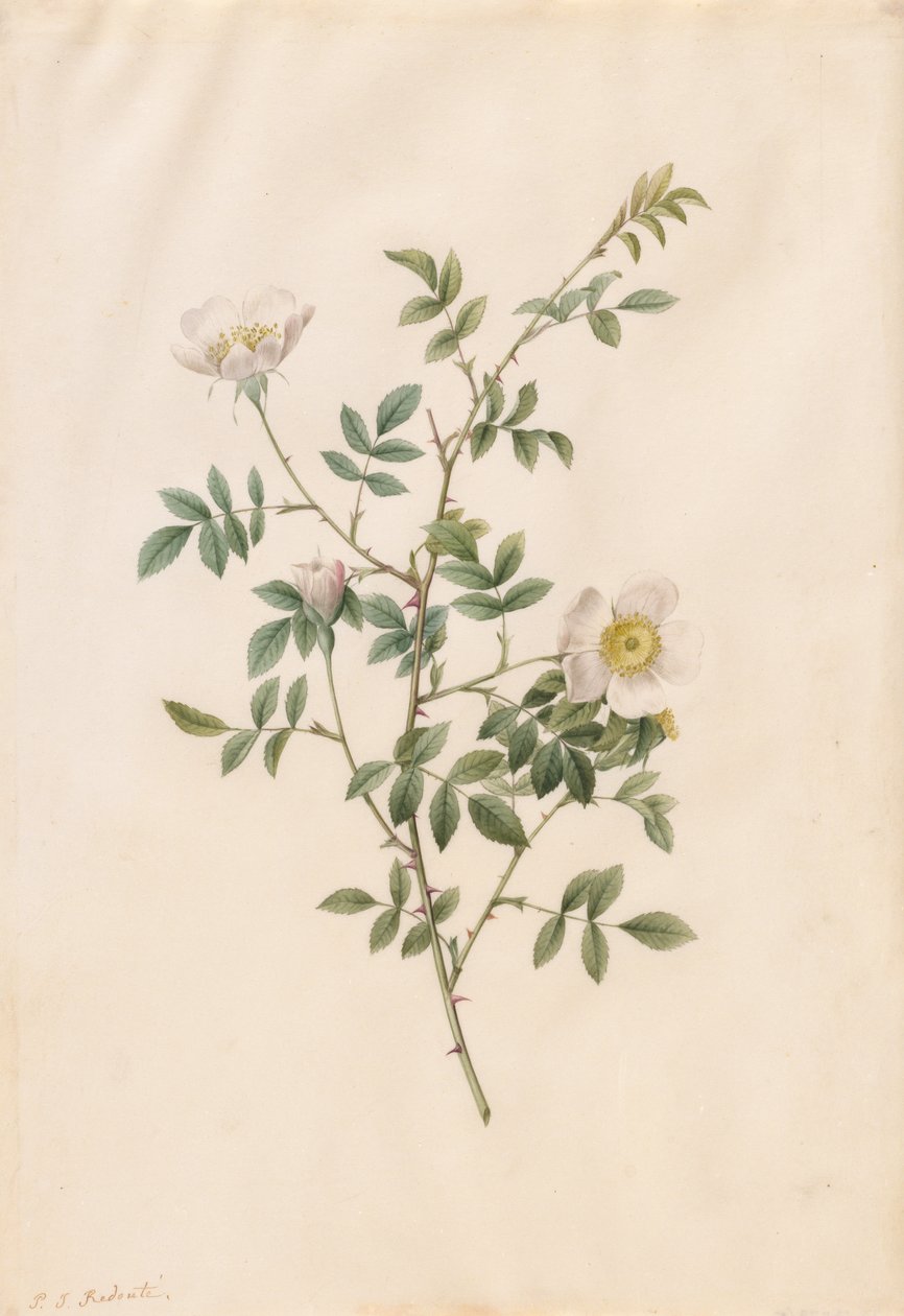 Brier Bush Rose lub Dog Rose (Rosa Sepium Rosea) autorstwa Pierre Joseph Redouté