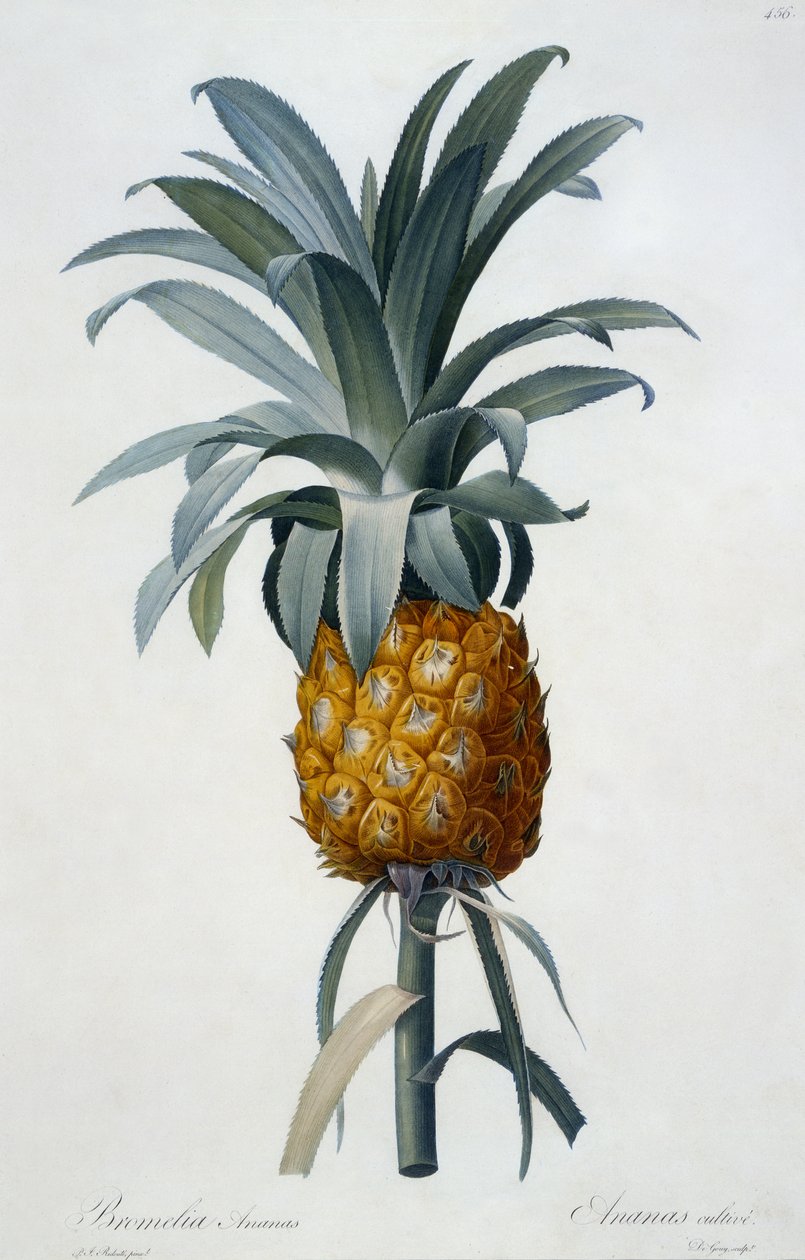 Bromelia Ananas (ręcznie barwiony grawer) autorstwa Pierre Joseph Redouté