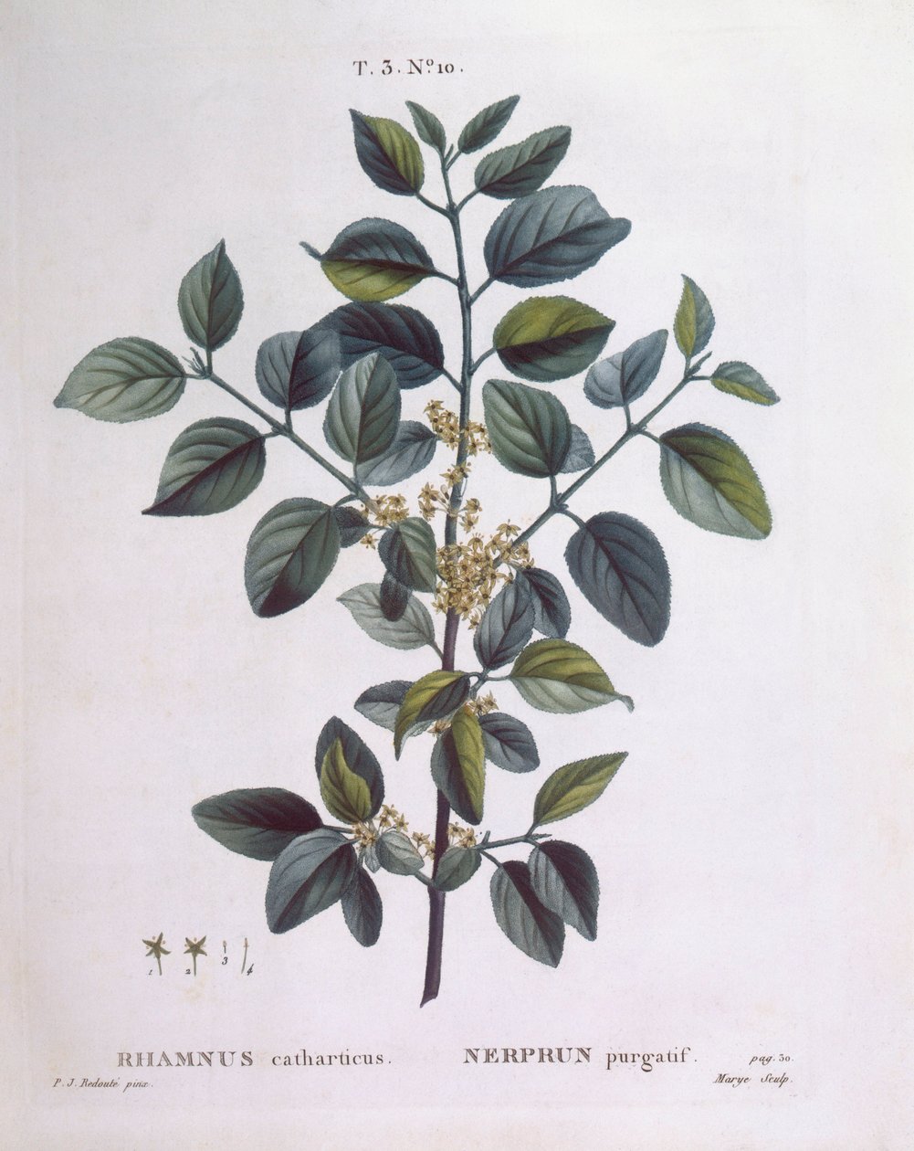 Kruszyna (Rhamnus catharticus), Henry Louis Duhamel du Monceau, rysunek botaniczny Pierre Joseph Redouté autorstwa Pierre Joseph Redouté