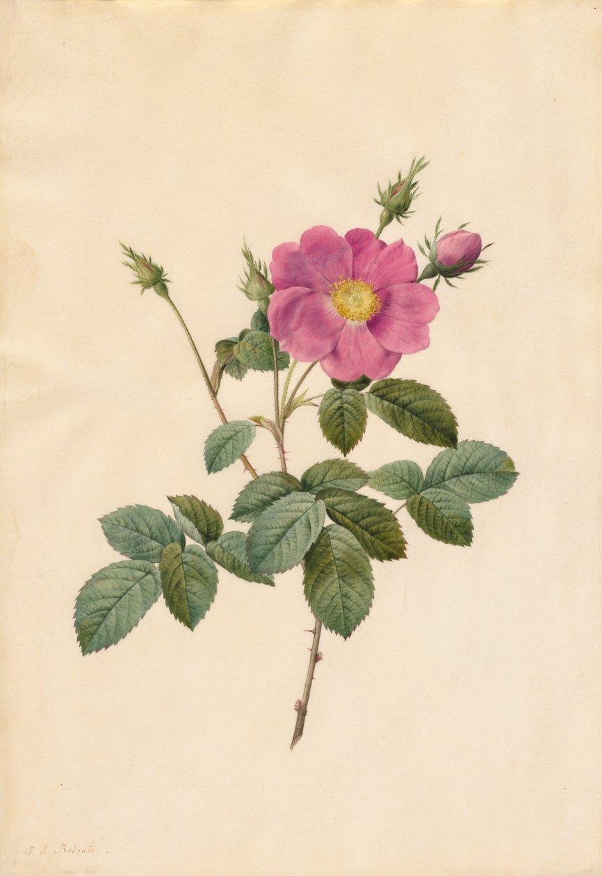 Róża Kapusta (Rosa Centifolia Simplex) autorstwa Pierre Joseph Redouté