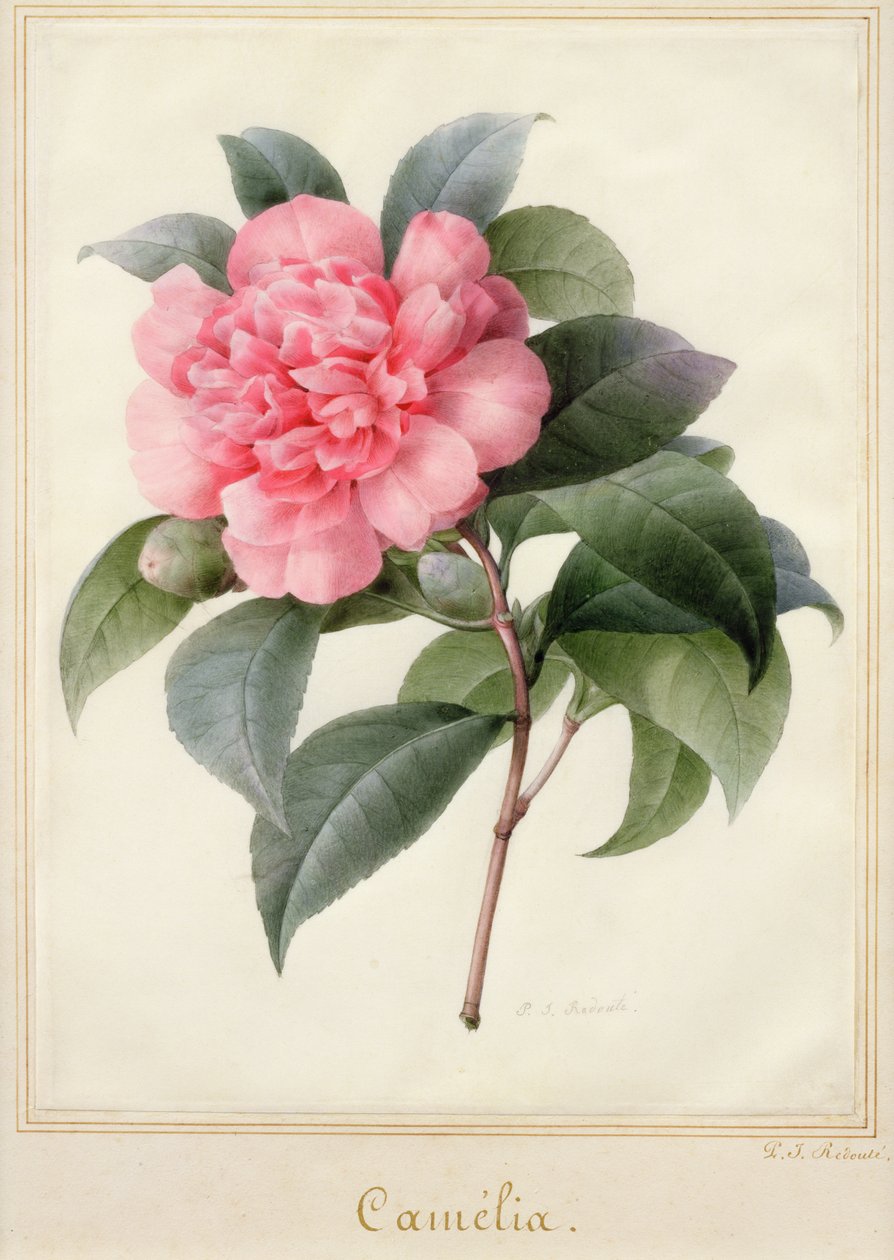 Camelia (akwarela ze złotem na welinie) autorstwa Pierre Joseph Redouté