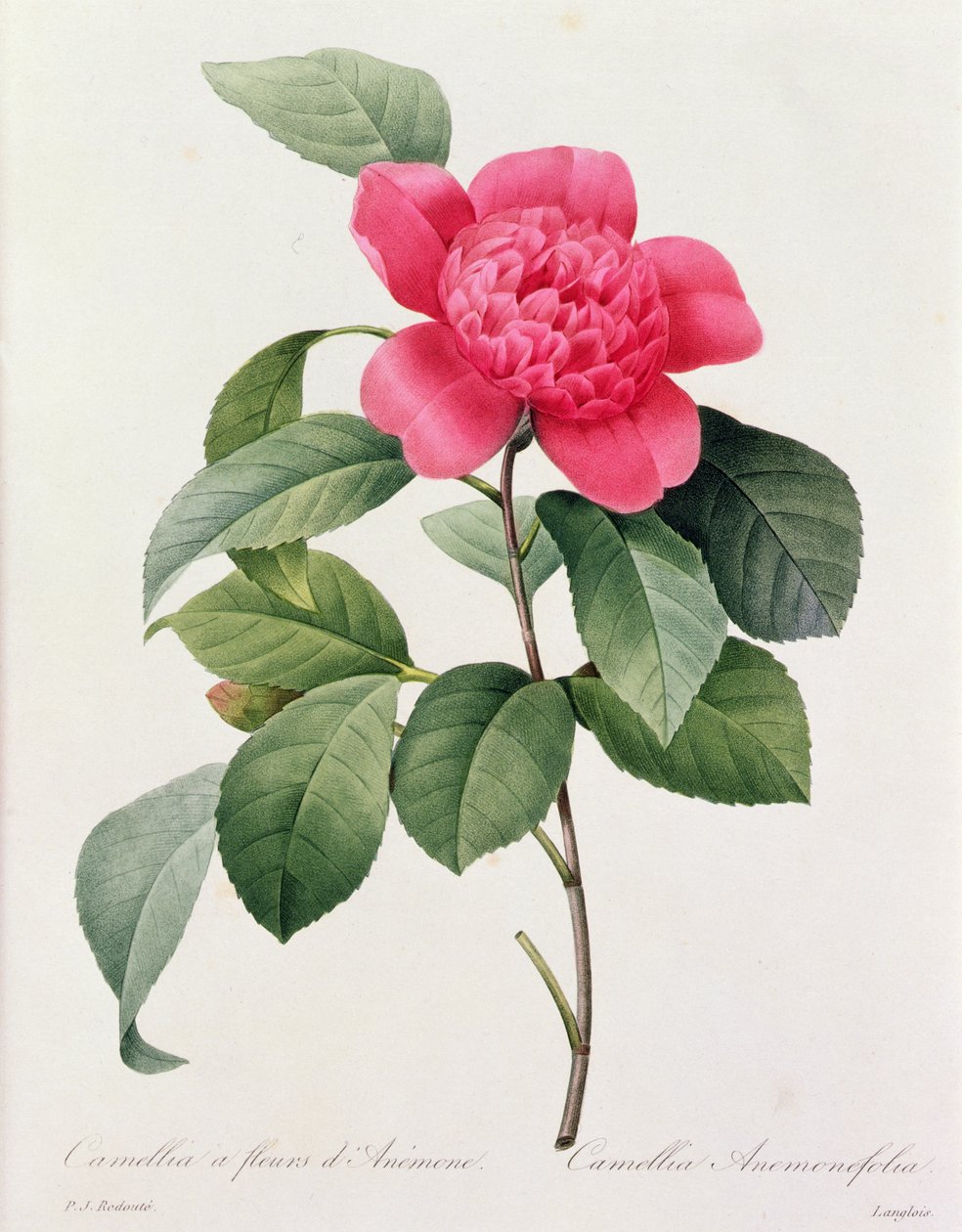 Camellia Anemonefolia (kolorowy grawerunek) autorstwa Pierre Joseph Redouté