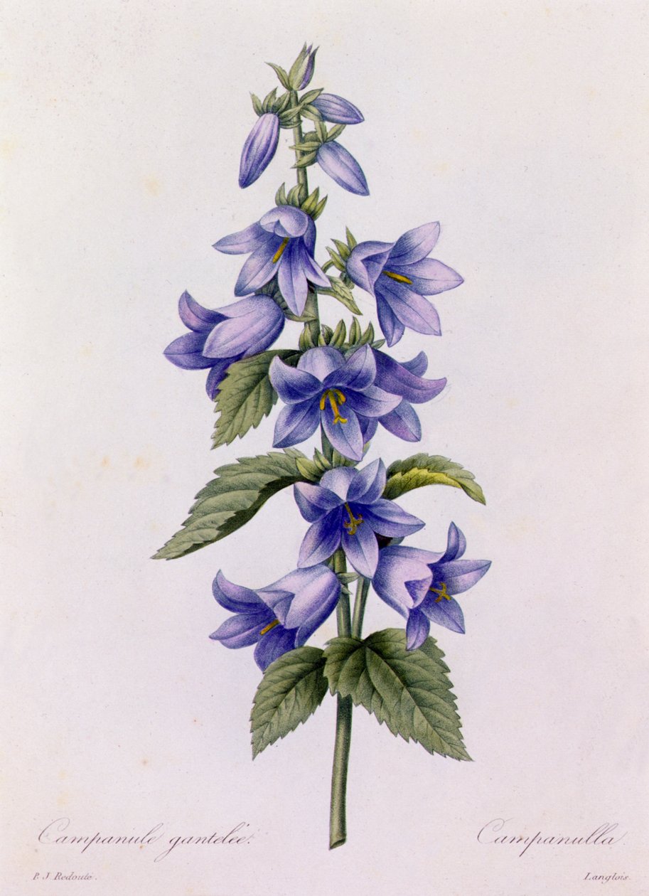 Dzwonek (kolorowy grawer) autorstwa Pierre Joseph Redouté