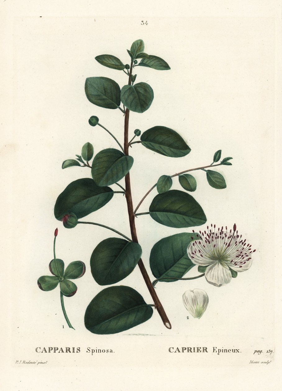 Krzew kaparowy, Capparis spinosa. Ręcznie barwiony grawerunek punktowany autorstwa Moreta według ilustracji Pierre-Joseph Redoute z Treat des Arbres et Shrustes Henri Louisa Duhamela du Moncel, Paryż autorstwa Pierre Joseph Redouté
