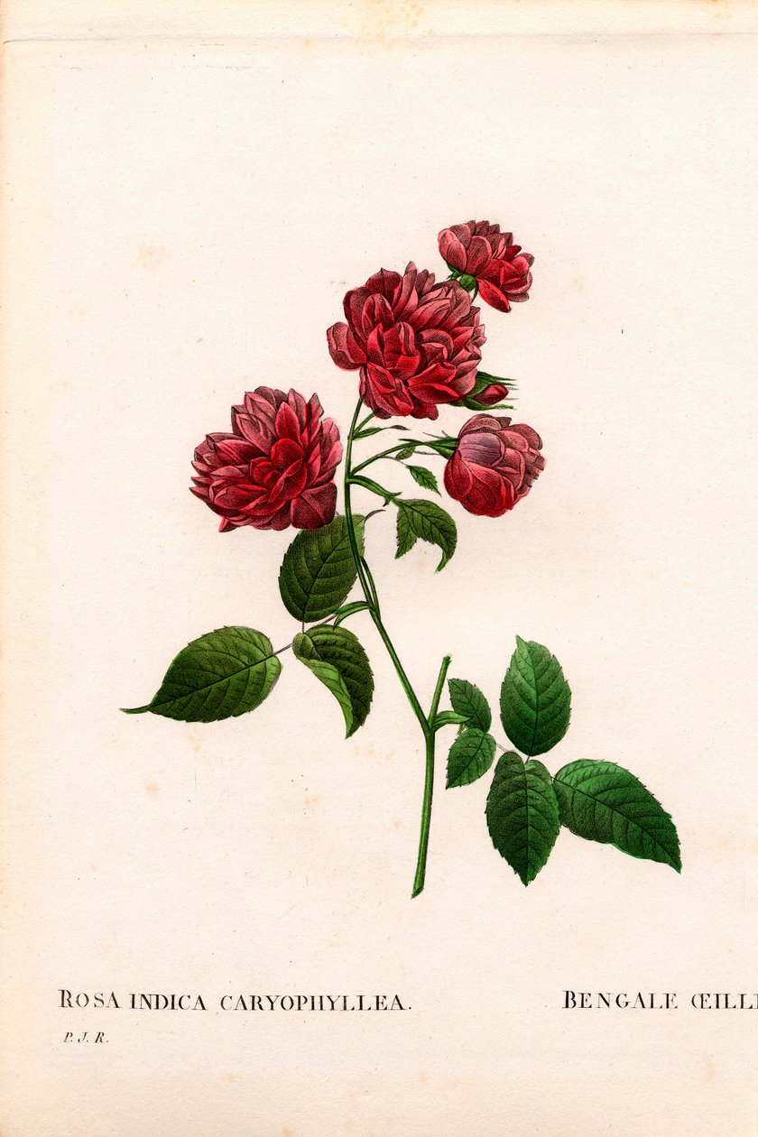 Goździk chiński róża, odmiana Rosa chinensis, goździk bengalski. Ręcznie barwiony miedzioryt kropkowany z „”Les Roses” Pierre