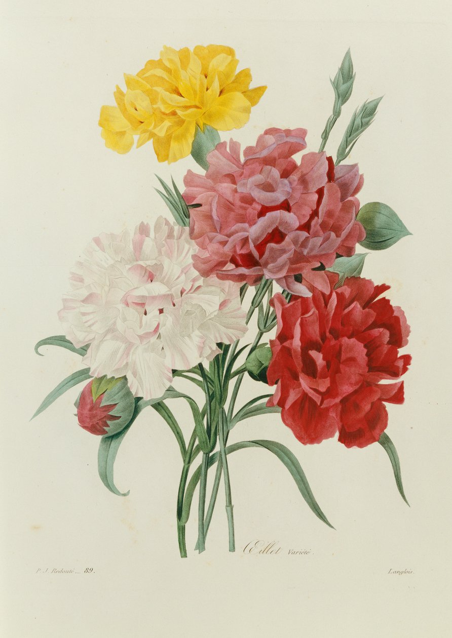 Goździki, z „Wybór najpiękniejszych kwiatów”, ok. 1833 autorstwa Pierre Joseph Redouté