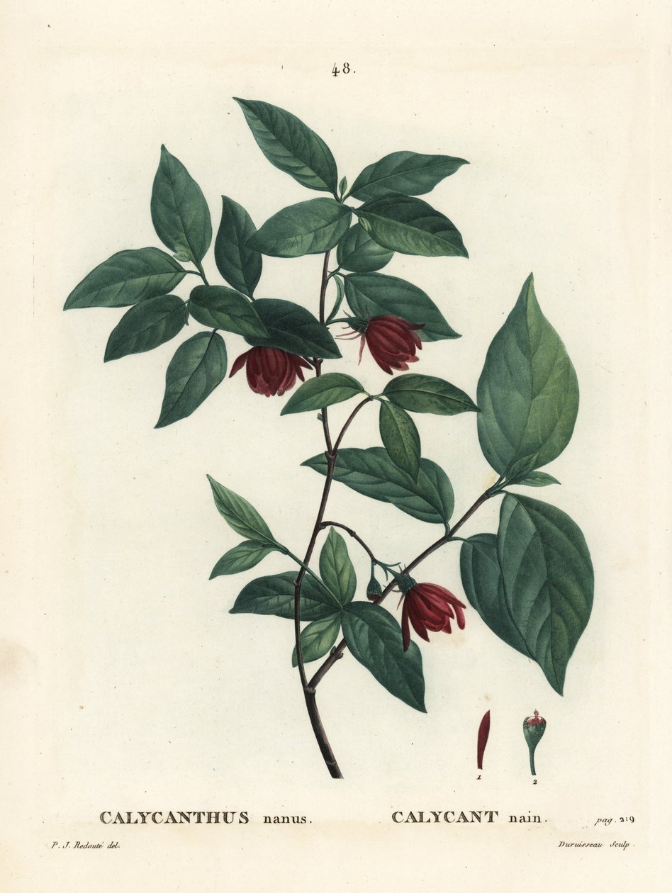 Carolina spicebush lub wschodni krzew cukrowy, Calycanthus floridus var. glaucus (Calycanthus nanus). Ręcznie barwiony grawerunek punktowany autorstwa Du Ruisseau według ilustracji Pierre-Josepha Redoute z Treat des Arbres et Shrustes Henri Louisa Duhamela autorstwa Pierre Joseph Redouté