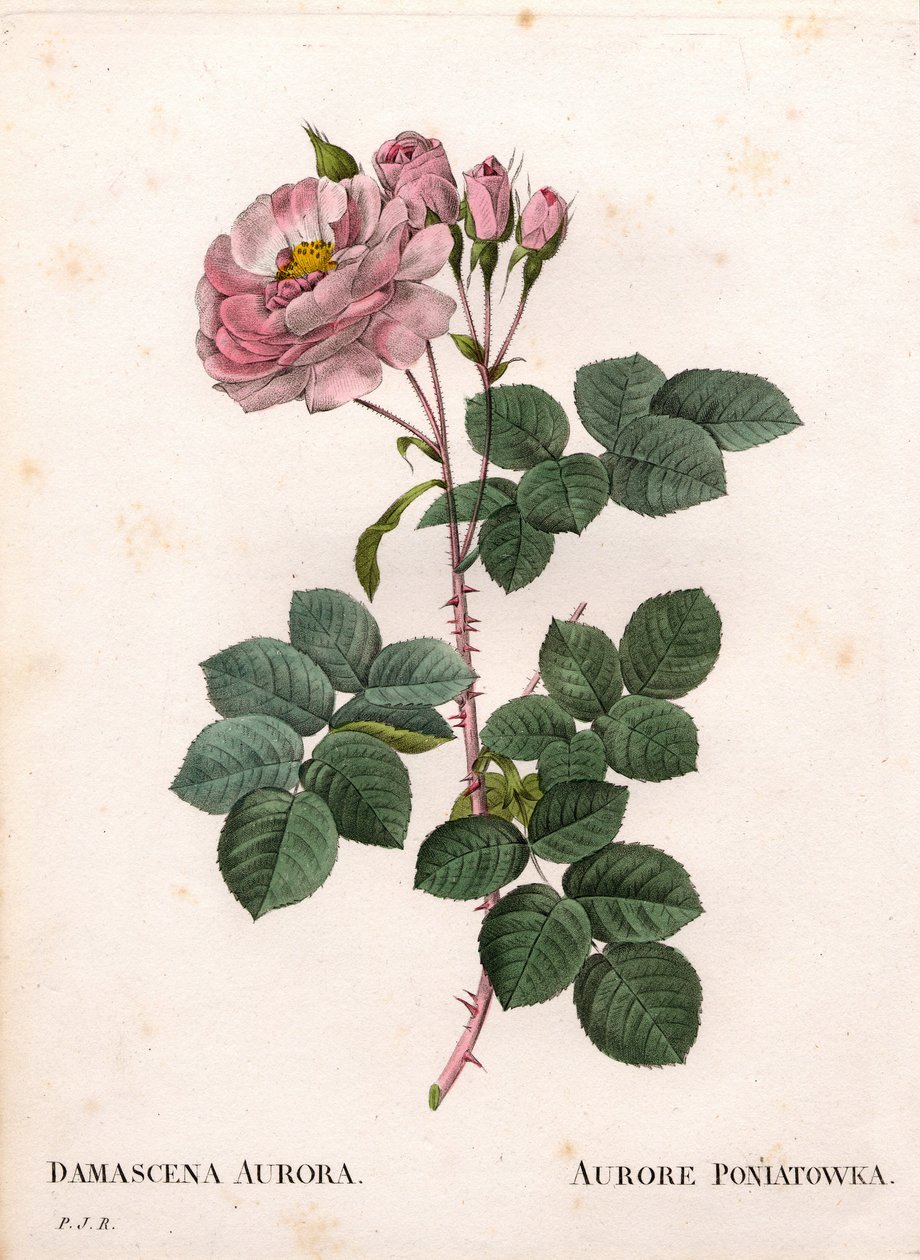 Róża Celeste, odmiana Rosa alba, Rose Aurore Poniatowska. Ręcznie barwiony miedzioryt kropkowany z „”Les Roses” Pierre