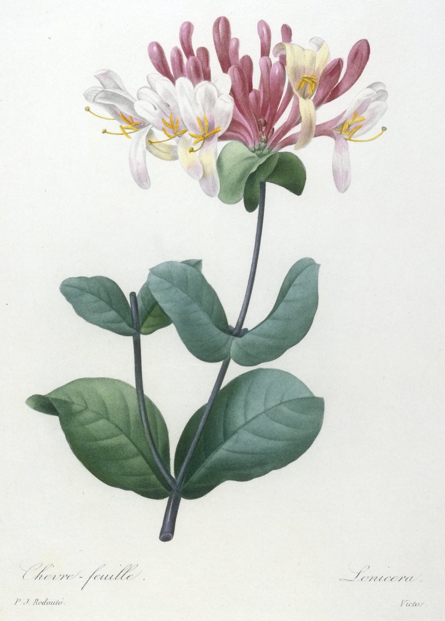 Chevre-feuille, z Wybór najpiękniejszych kwiatów i najpiękniejszych owoców, 1827 (ręcznie kolorowane kropki grawerowane) autorstwa Pierre Joseph Redouté
