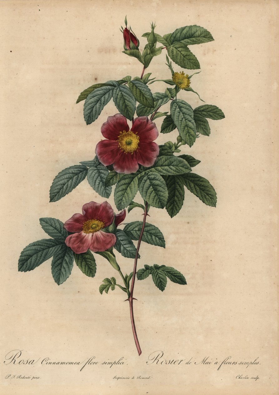 Róża cynamonowa, Rosa majalis autorstwa Pierre Joseph Redouté