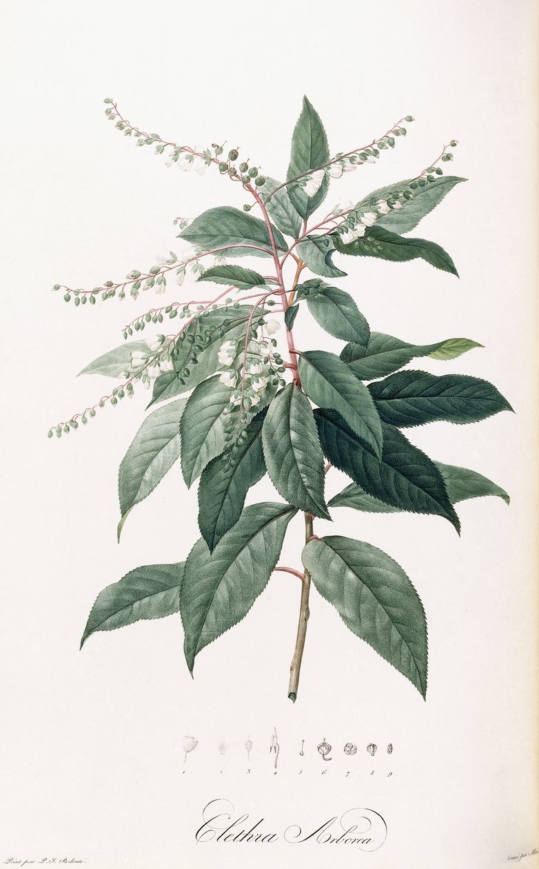 Clethra Arborea autorstwa Pierre Joseph Redouté