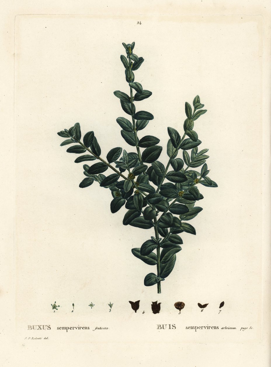 Wspólna skrzynka, europejska skrzynka lub bukszpan, Buxus sempervirens fruticosa. Ręcznie barwiony grawerunek punktowany według ilustracji Pierre-Joseph Redoute z Treat des Arbres et Shrustes Henri Louisa Duhamela du Monceau, Paryż autorstwa Pierre Joseph Redouté