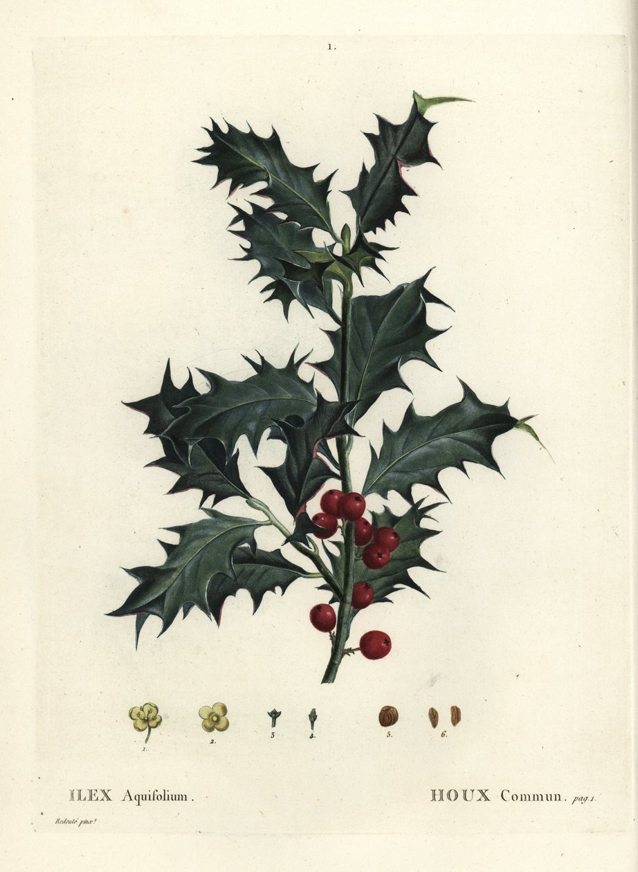 Ostrokrzew pospolity, Ilex aquifolium. Ręcznie barwiony grawerunek punktowany według ilustracji Pierre-Joseph Redoute z Treat des Arbres et Shrustes Henri Louisa Duhamela du Monceau, Paryż autorstwa Pierre Joseph Redouté