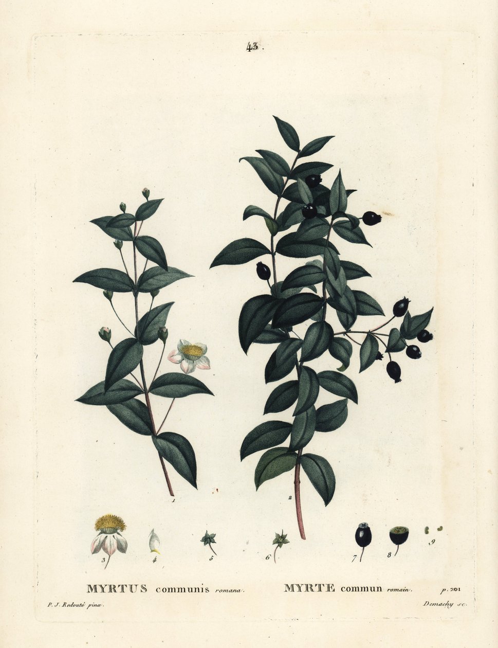 Mirt pospolity, Myrtus communis. Ręcznie barwiony grawerunek punktowany autorstwa Demachy według ilustracji Pierre-Joseph Redoute z Treat des Arbres et Shrustes Henri Louisa Duhamela du Moncel, Paryż autorstwa Pierre Joseph Redouté