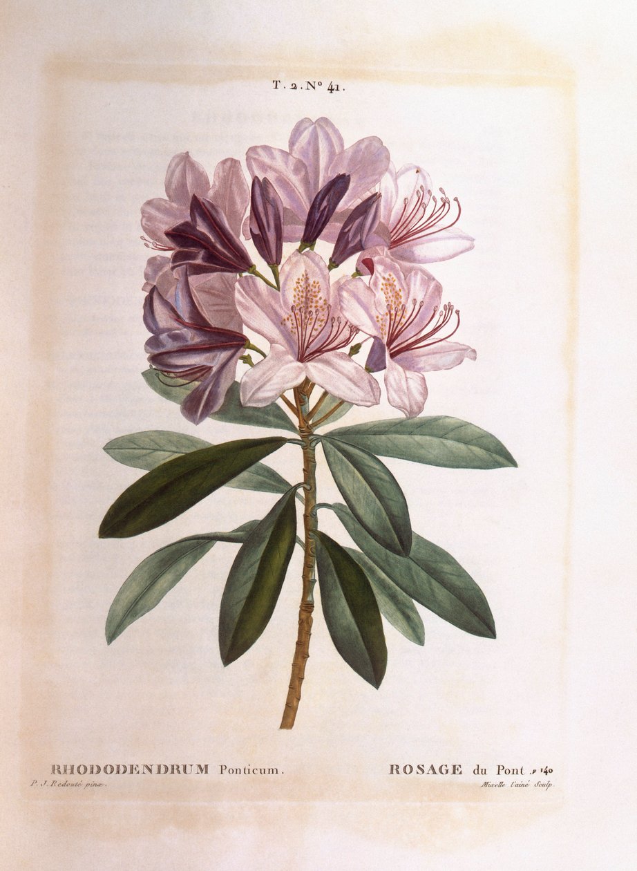 Różanecznik zwyczajny (Rhododendron ponticum), Henry Louis Duhamel du Monceau, płyta botaniczna Pierre Joseph Redouté autorstwa Pierre Joseph Redouté