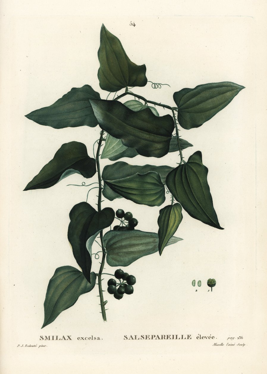 Powój zwyczajny, powój pospolity, sarsaparilla lub smilax śródziemnomorski, Smilax aspera (Smilax excelsa). Ręcznie barwiony grawerunek punktowany autorstwa Mixelle l