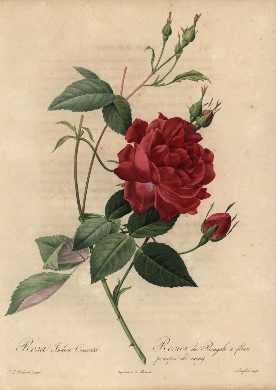 Karmazynowa róża chińska, Rosa chinensis autorstwa Pierre Joseph Redouté
