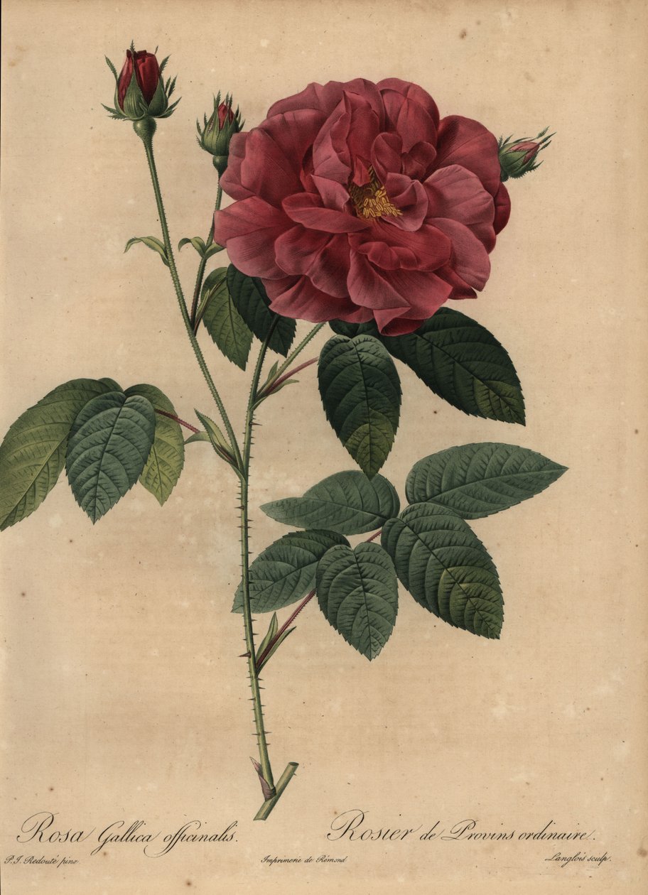 Karmazynowa róża francuska lub róża z Provins, Rosa gallica officinalis autorstwa Pierre Joseph Redouté