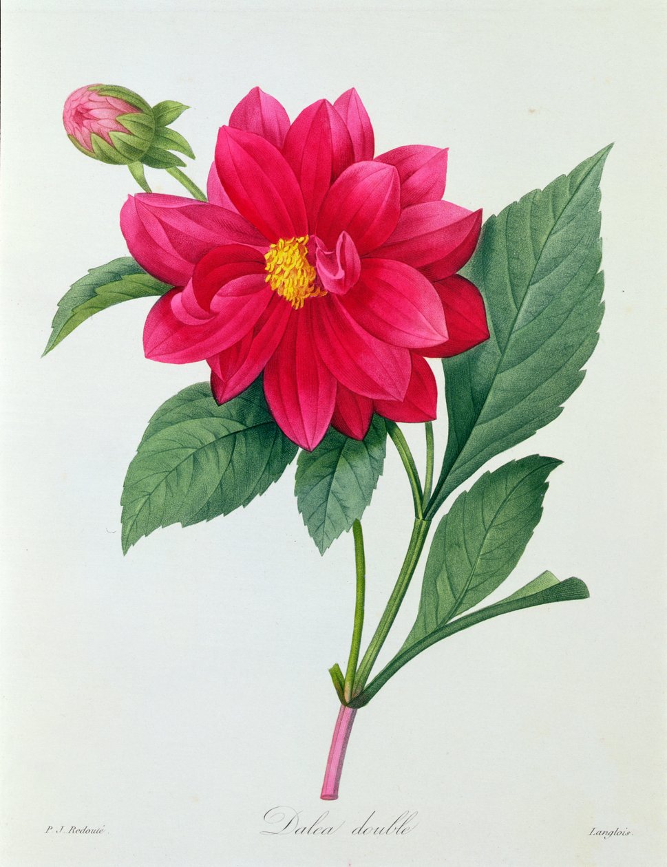 Dahlia Double (kolorowy grawer) autorstwa Pierre Joseph Redouté
