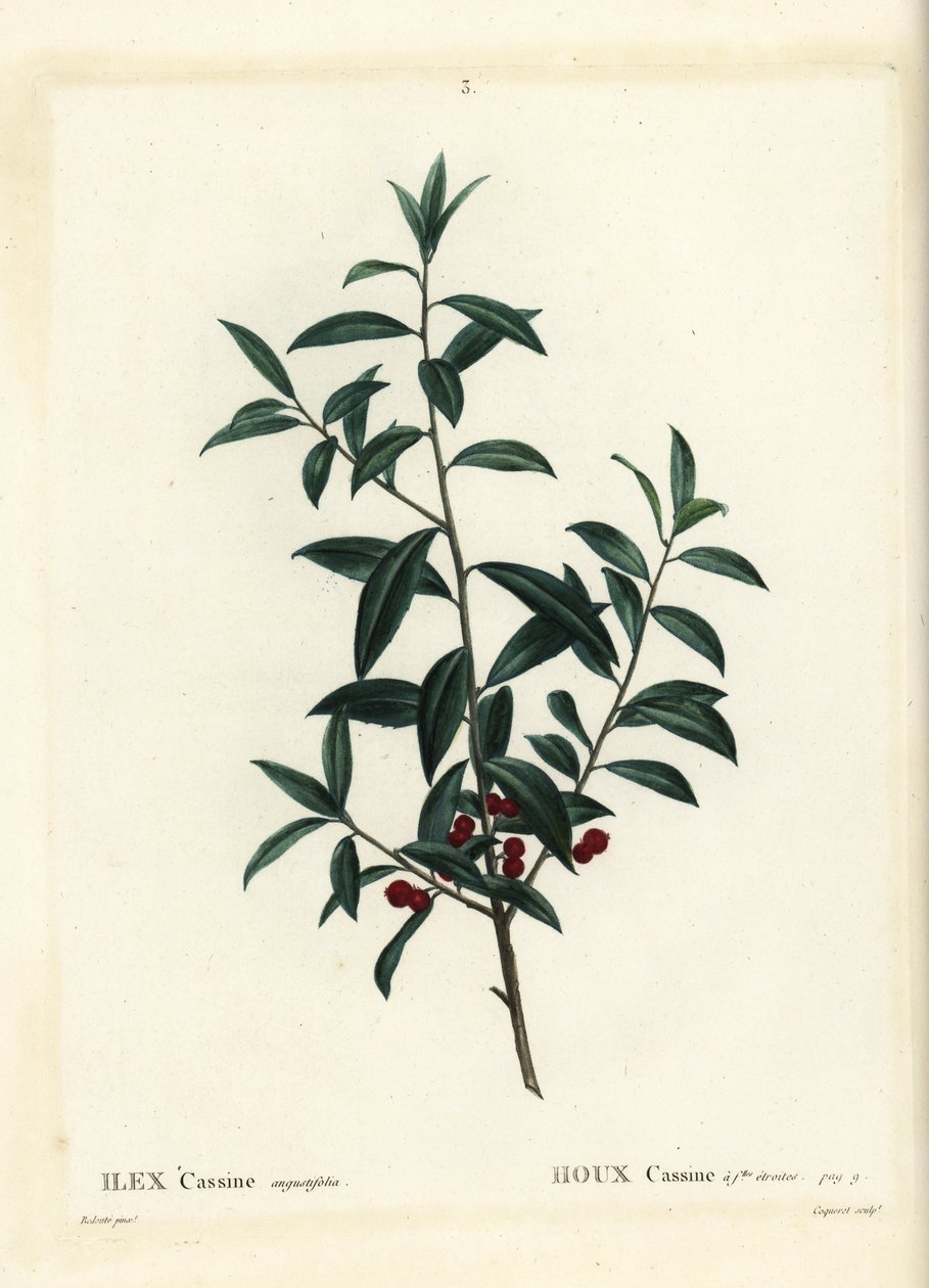 Ostrokrzew Dahoon lub Cassina, Ilex Cassine. Ręcznie barwiony grawerunek punktowany wykonany przez Coqueret według ilustracji Pierre-Joseph Redoute z Treat des Arbres et Shrustes Henri Louisa Duhamela du Moncel, Paryż autorstwa Pierre Joseph Redouté