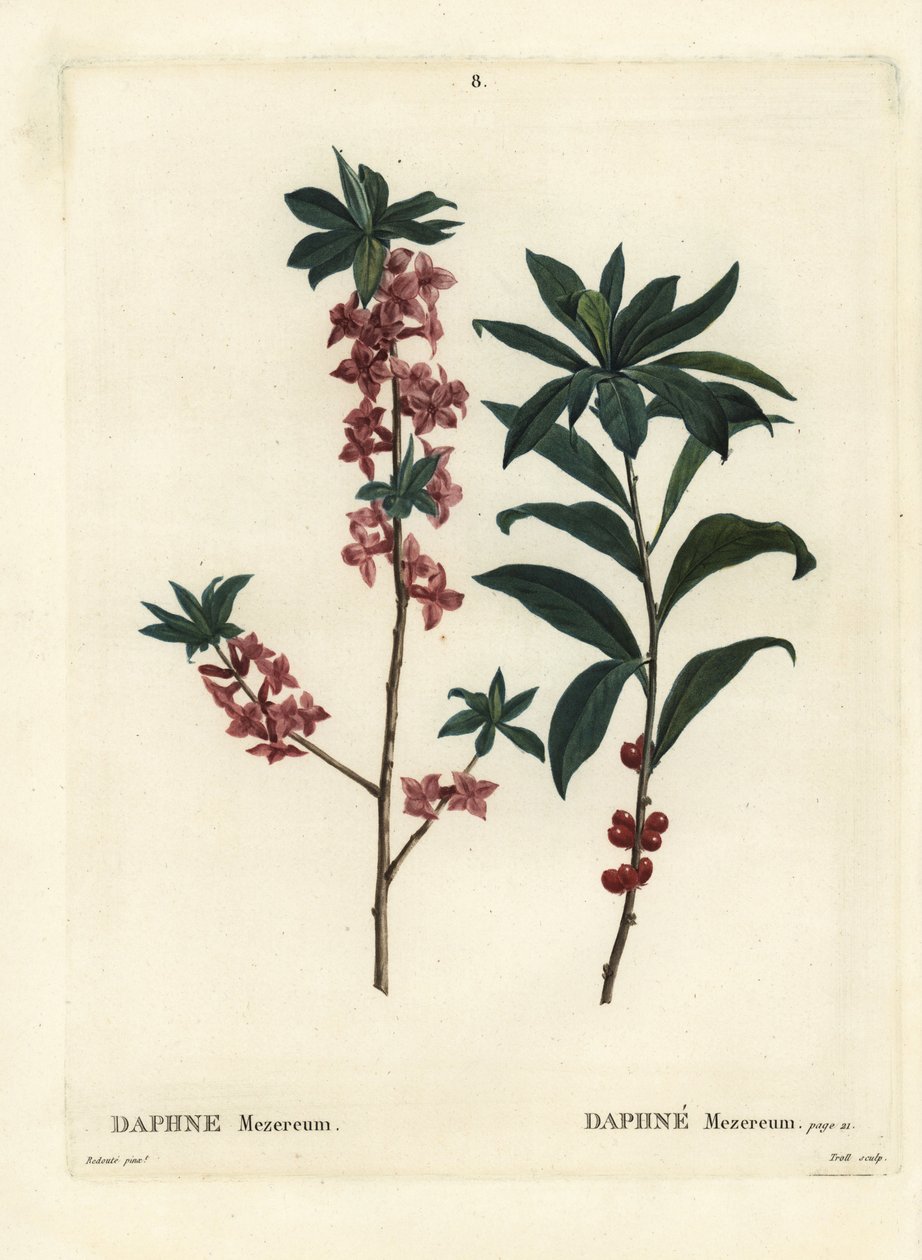 Daphne lub mezereon, Daphne mezereum. Ręcznie barwiony grawerunek punktowy wykonany przez Trolla według ilustracji Pierre-Josepha Redoute z Treat des Arbres et Shrustes Henri Louisa Duhamela du Moncel, Paryż autorstwa Pierre Joseph Redouté