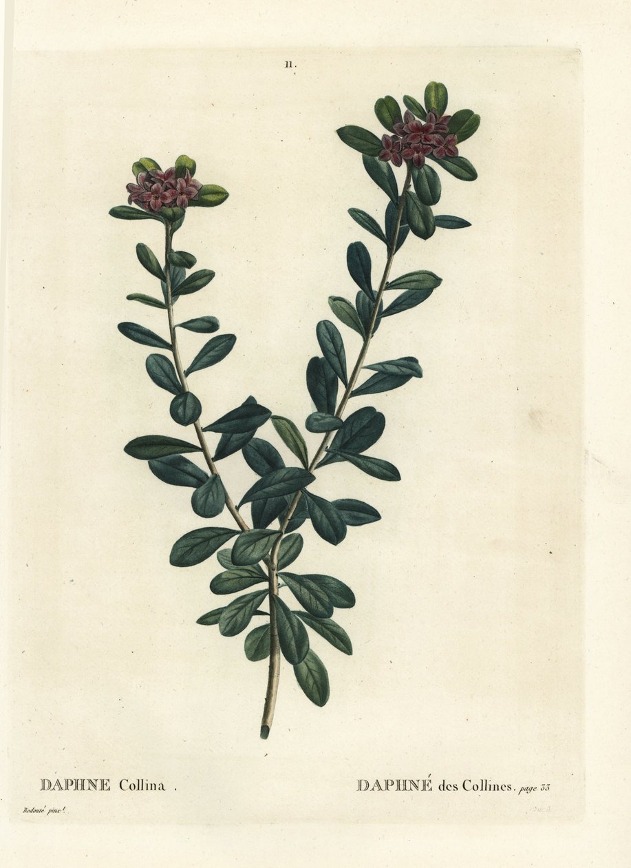 Daphne sericea (Daphne collina). Ręcznie barwiony grawerunek punktowany według ilustracji Pierre-Joseph Redoute z Treat des Arbres et Shrustes Henri Louisa Duhamela du Monceau, Paryż autorstwa Pierre Joseph Redouté