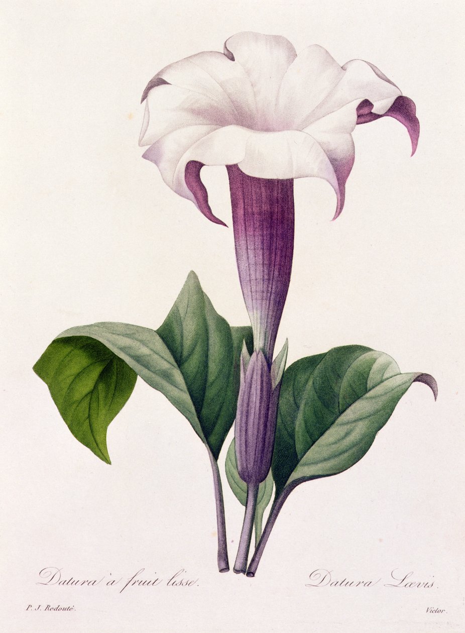 Dature Laevis (kolorowy grawerunek) autorstwa Pierre Joseph Redouté