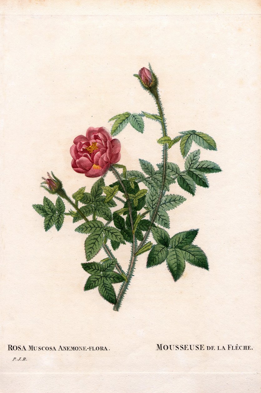 Od Pink Arrow, Rosa centifolia var. muscosa, La Mousseuse de la Fleche. Ręcznie barwiony miedzioryt kropkowany z „”Les Roses” Pierre