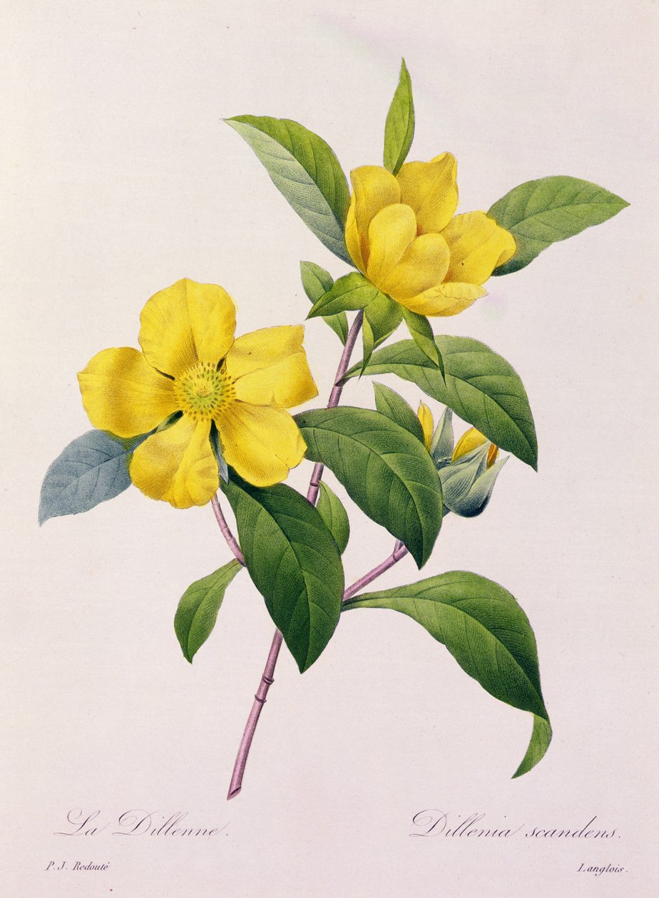 Dillenia Scandens (kolorowy grawerunek) autorstwa Pierre Joseph Redouté