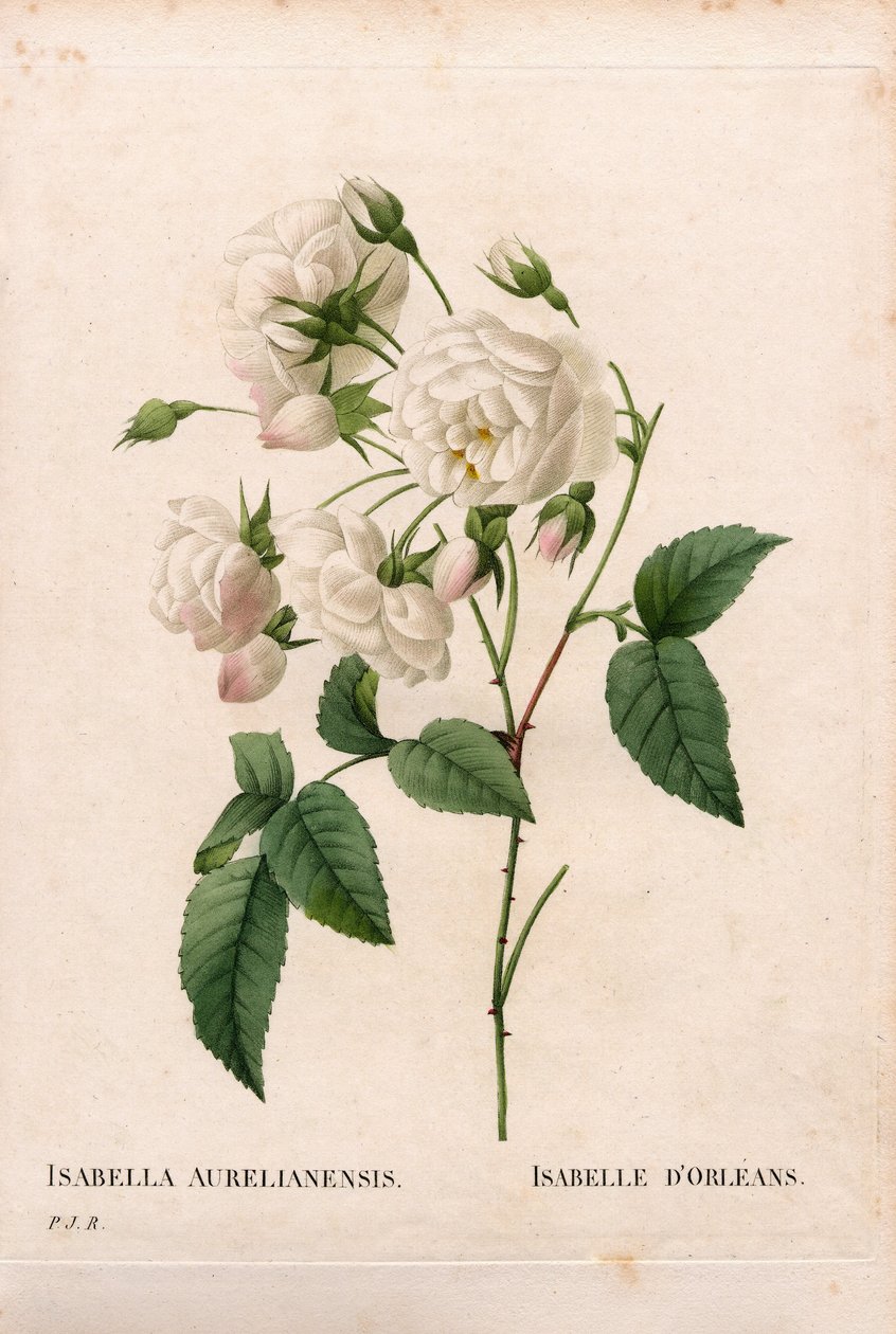 Róża Duchess d