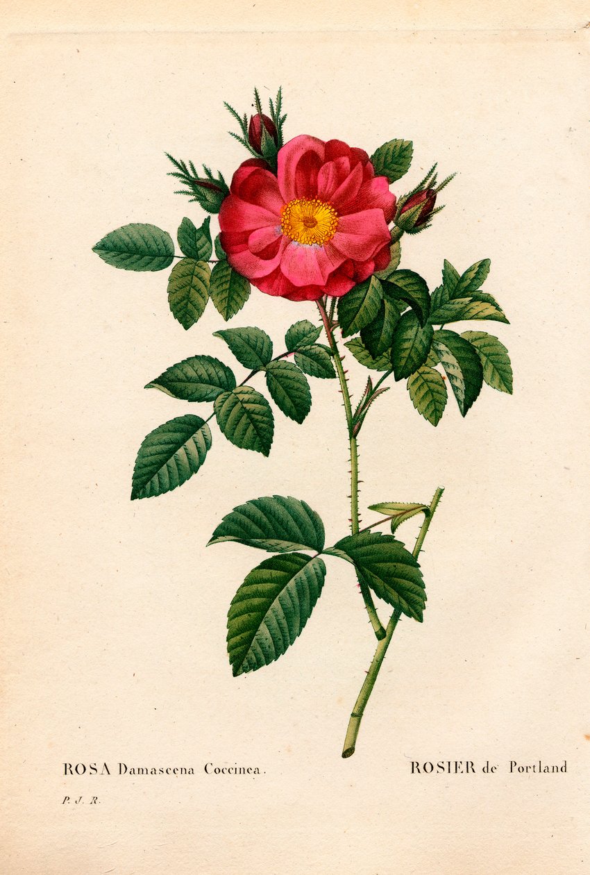 Róża Księżna Portland, Róża Portlandica, Róża Portland. Ręcznie barwiony miedzioryt kropkowany z „”Les Roses” Pierre