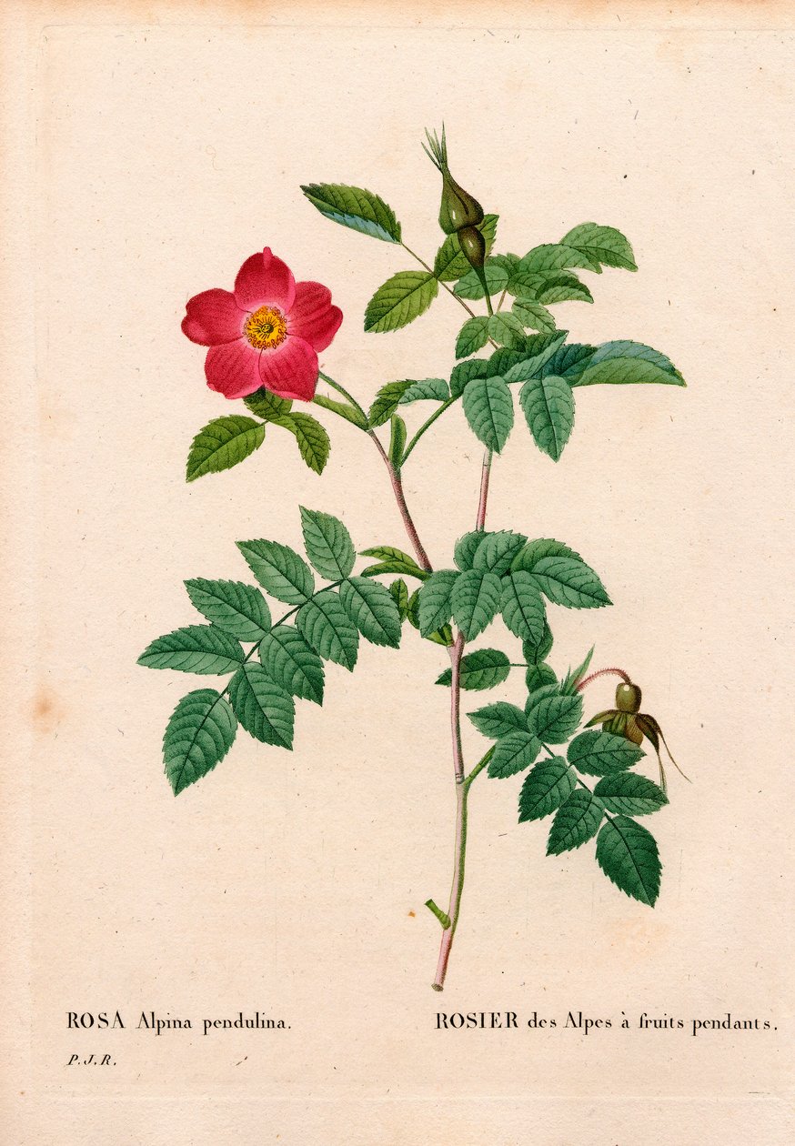 Podczas owocowania różowego alpejskiego Rosa pendulina. Ręcznie barwiony miedzioryt kropkowany z „”Les Roses” Pierre