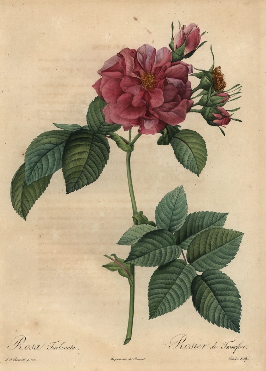 Różowa róża, Rosa turbinata autorstwa Pierre Joseph Redouté